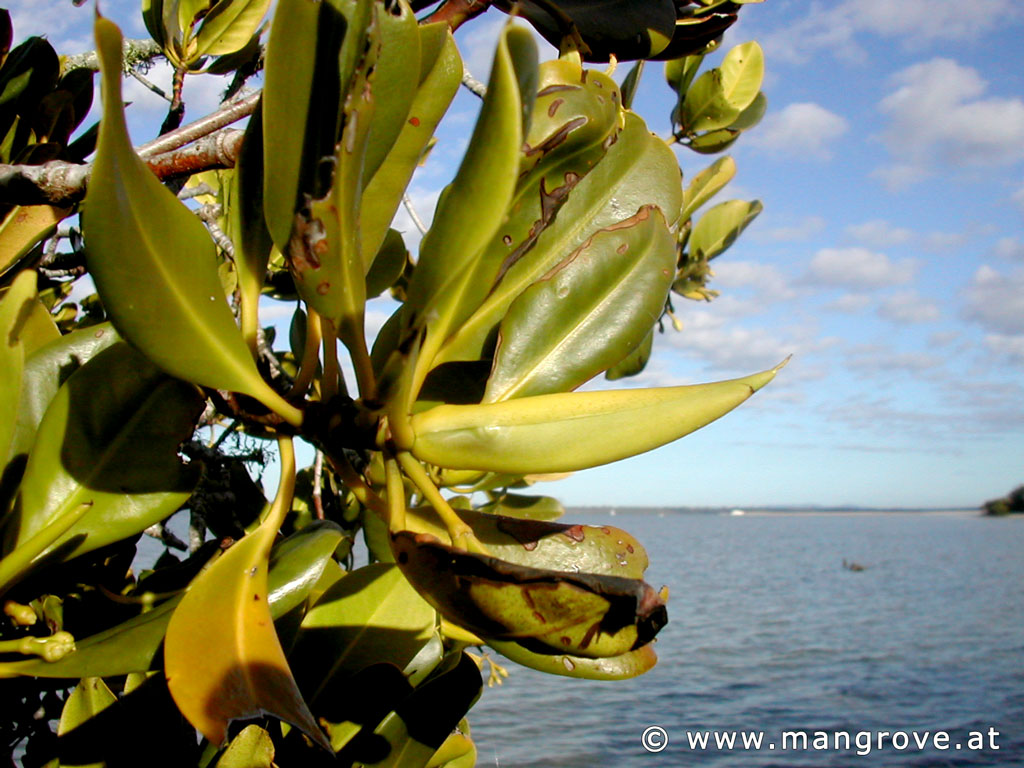 Rhizophora stylosa leaves